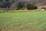 菜の花種まき〜2009年1月